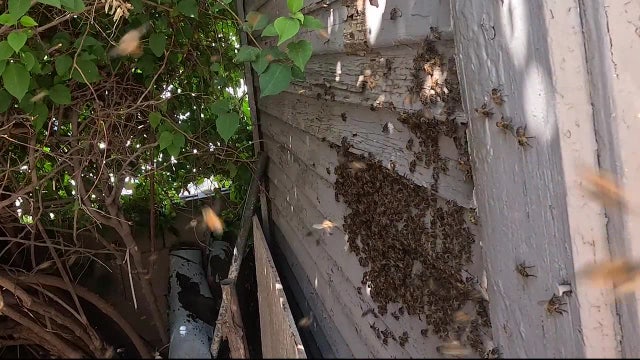 Warm Arizona winter triggering explosion in bee activity