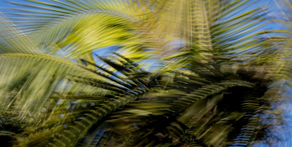 Tree trimmer dies after getting trapped by palm fronds in Tempe