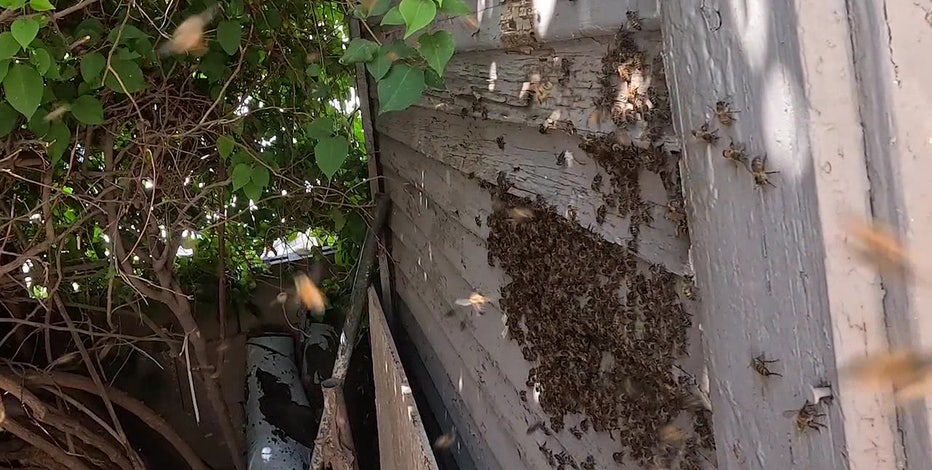 Warm Arizona winter triggering explosion in bee activity