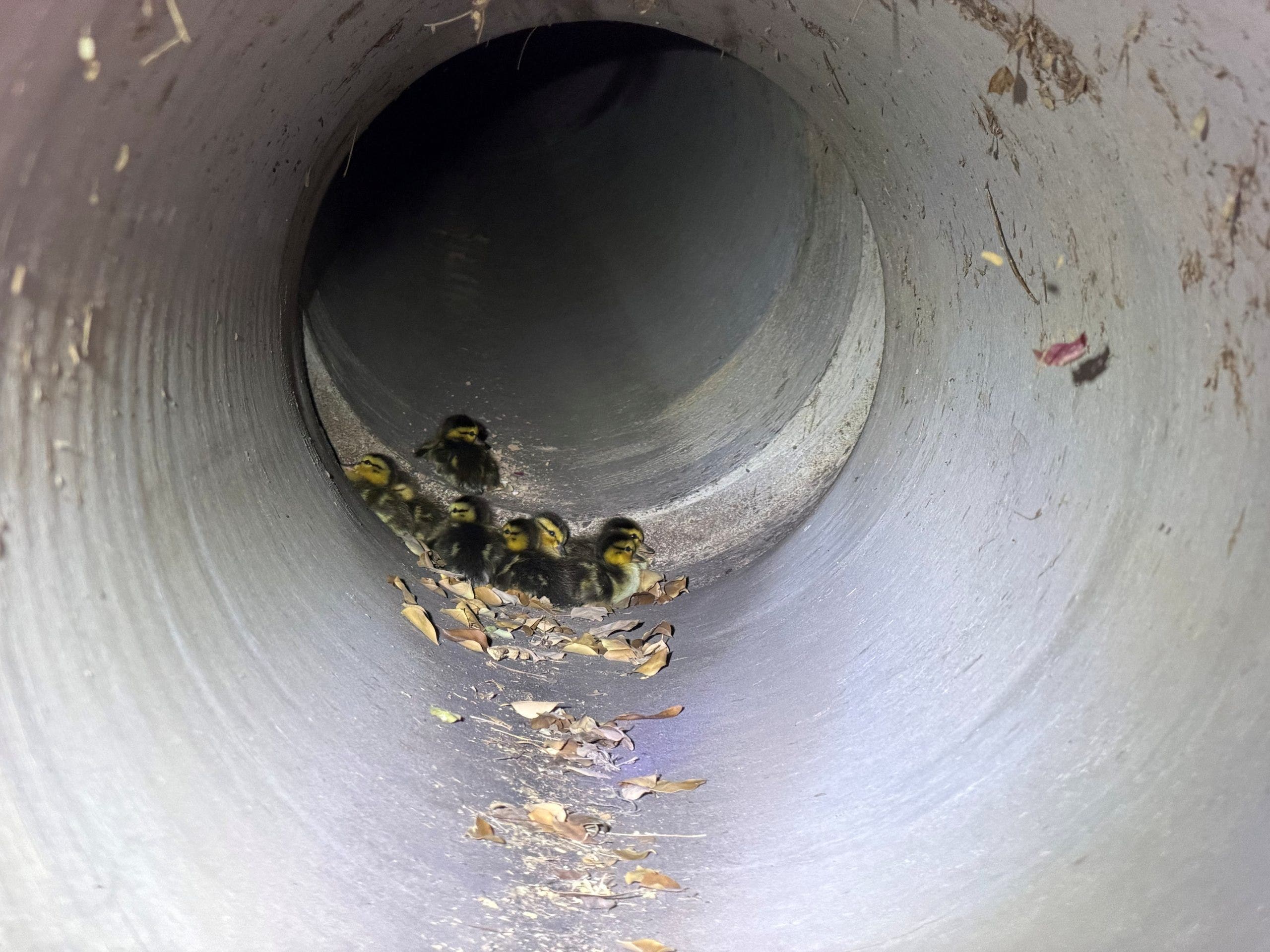 Cute! Ducklings rescued from Chandler storm drain reunited with mother