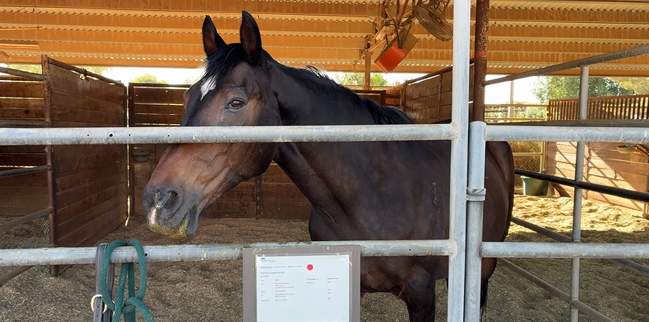 Scottsdale equine therapy program launches for veterans, first responders