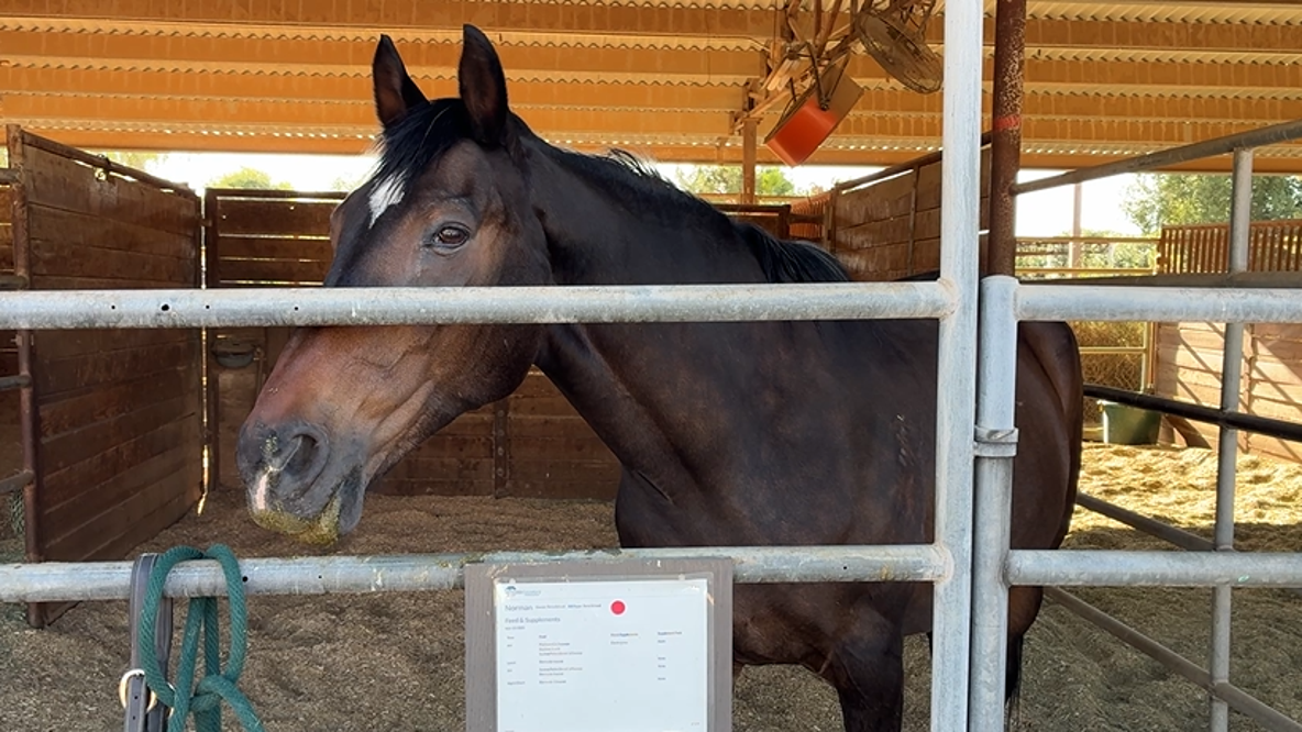 Scottsdale equine therapy program launches for veterans, first responders