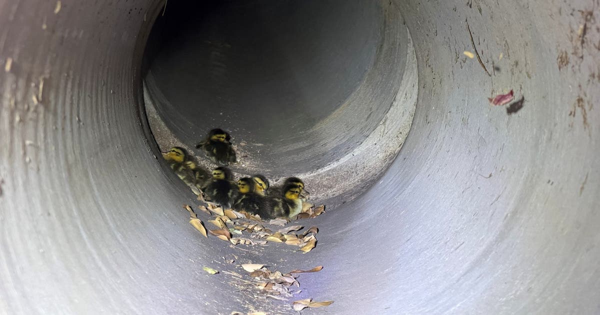 Ducklings, their mom reunited after drain rescue