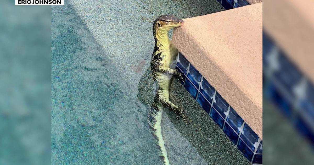Giant Asian water monitor found swimming in Peoria backyard pool | FOX ...