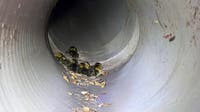 Ducklings, their mom reunited after drain rescue