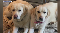 Lake Havasu City killer bee attack serves as warning to pet owners