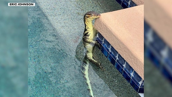 Giant Asian water monitor found swimming in Peoria backyard pool