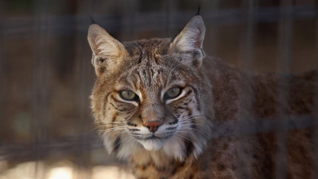 Bobcat killed by dog after series of attacks in Prescott area