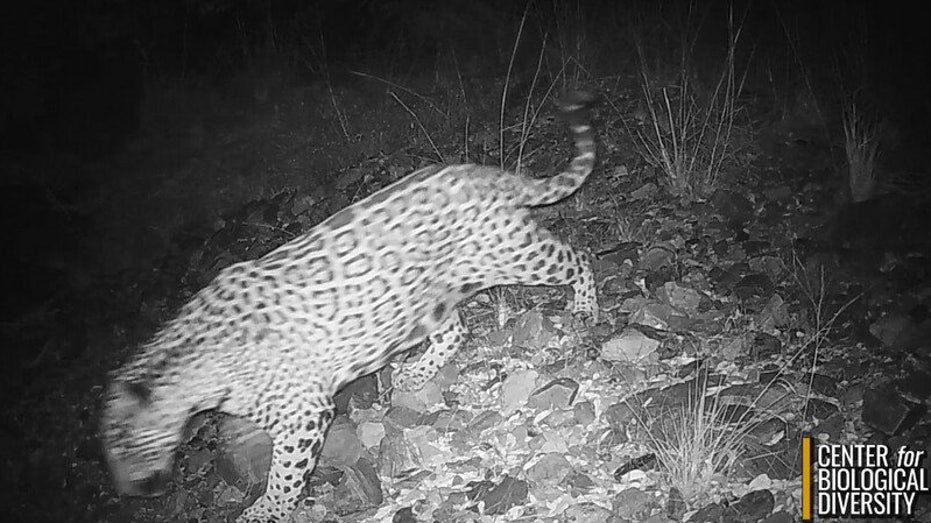 'Cinco': Rare jaguar spotted roaming southern Arizona mountains