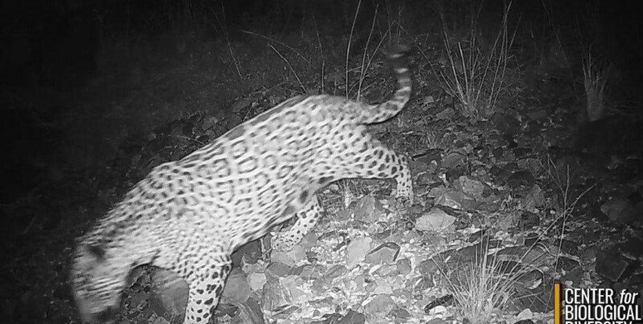 'Cinco': Rare jaguar spotted roaming southern Arizona mountains