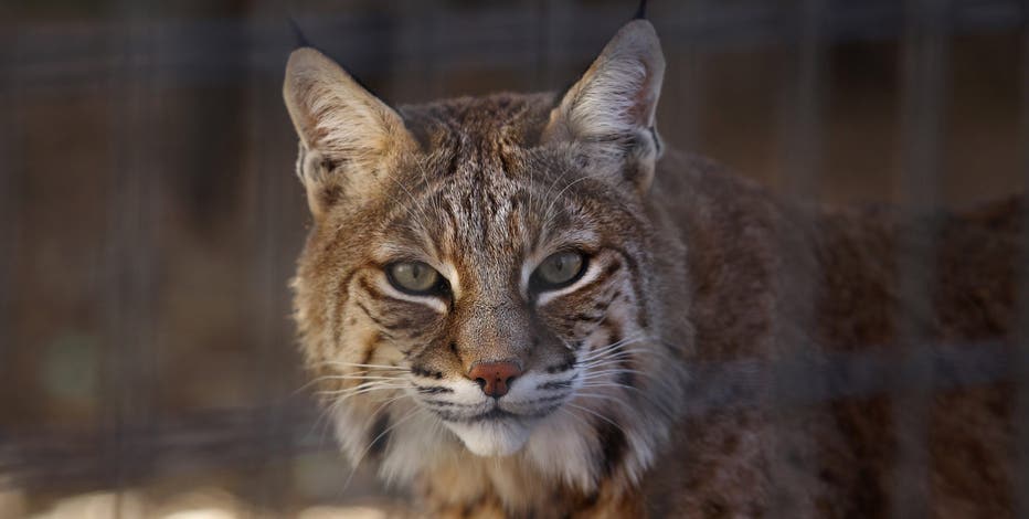 Bobcat killed by dog after series of attacks in Prescott area