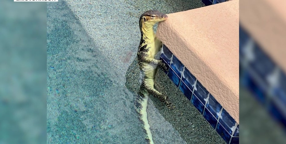 Giant Asian water monitor found swimming in Peoria backyard pool