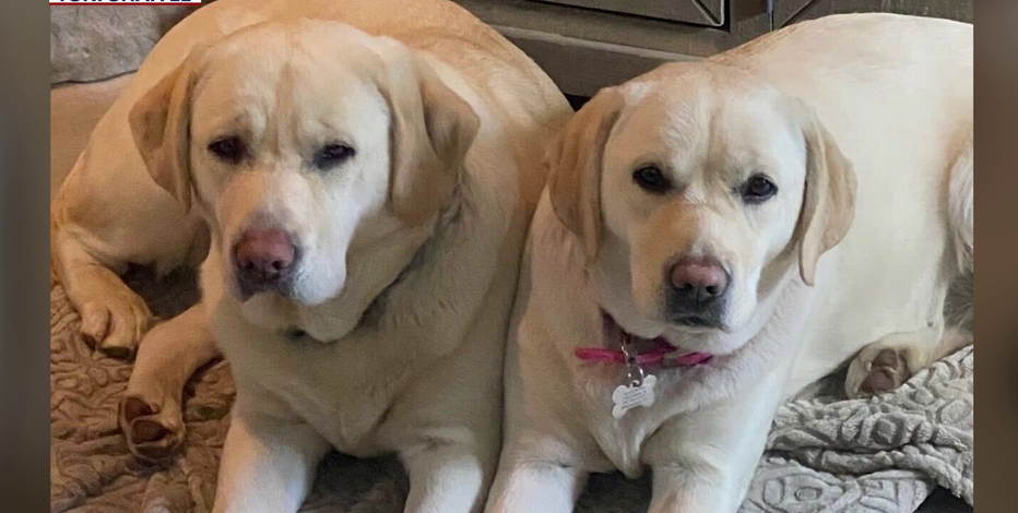 Lake Havasu City killer bee attack serves as warning to pet owners