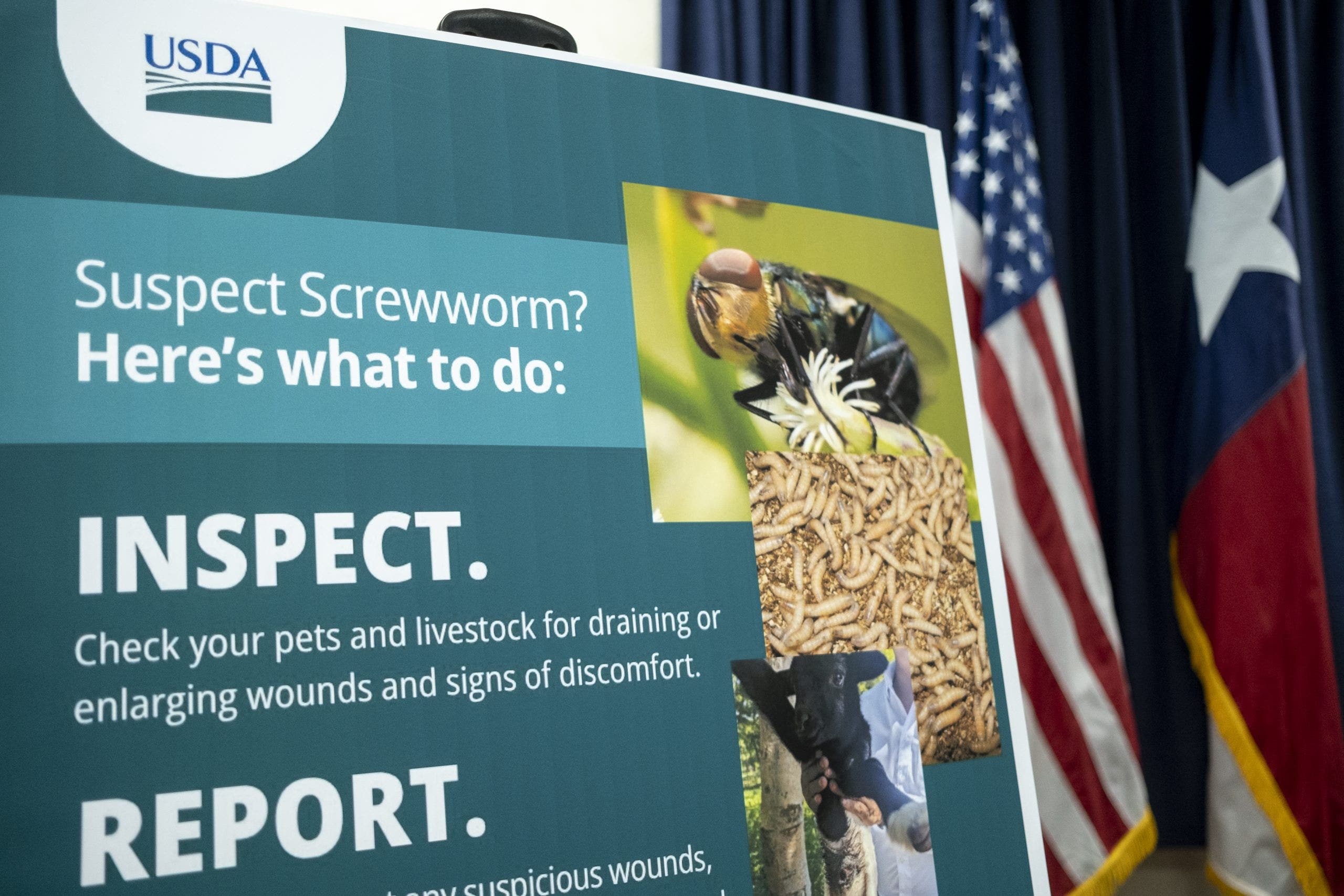 New World screwworm outbreak: Arizona takes steps to prevent flesh-eating fly