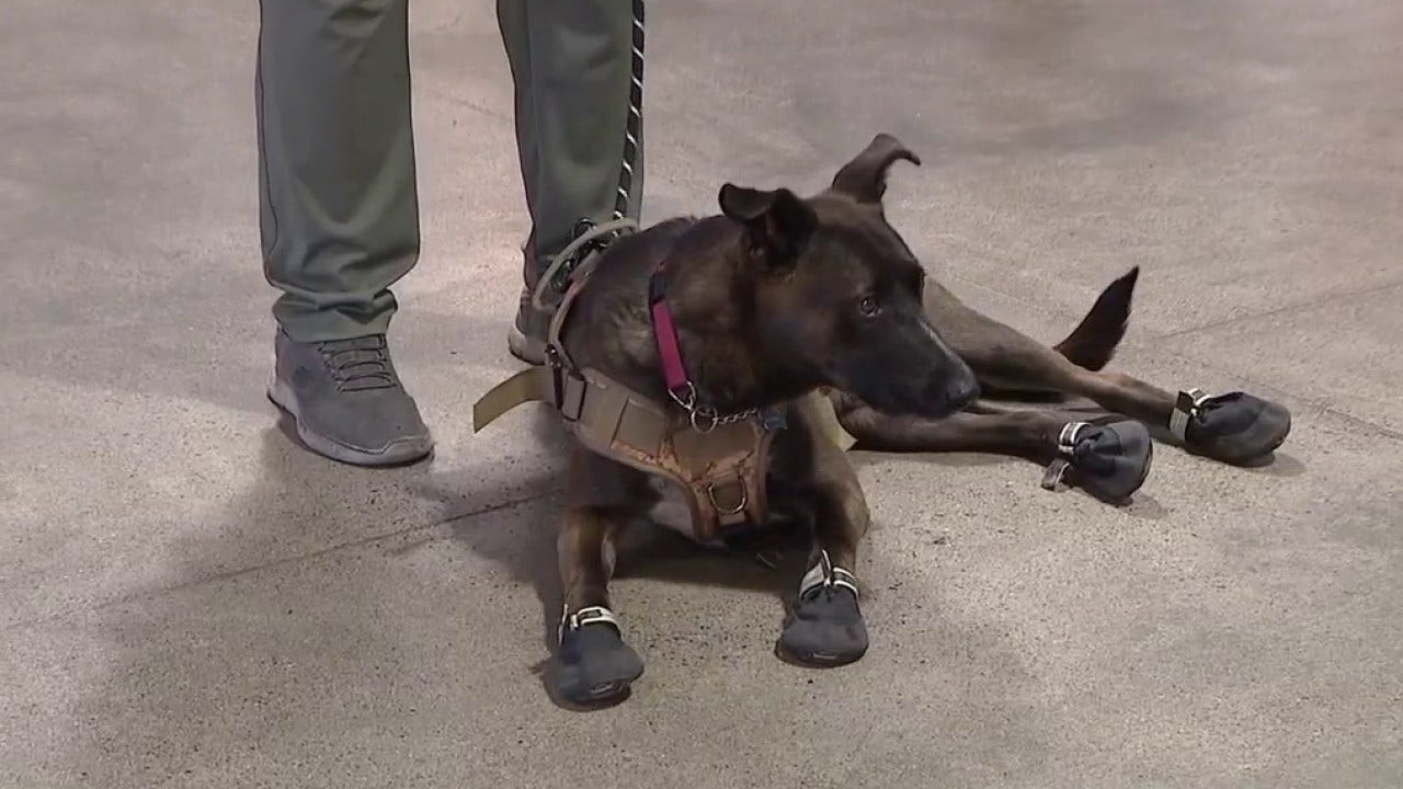 Arizona nonprofit pairs 500 veterans with lifesaving service dogs