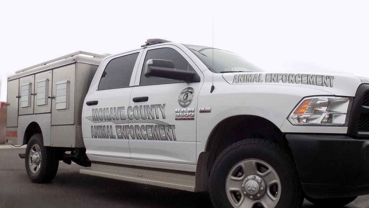 Man accused of leaving cats, rattlesnakes in hot truck in Mohave County