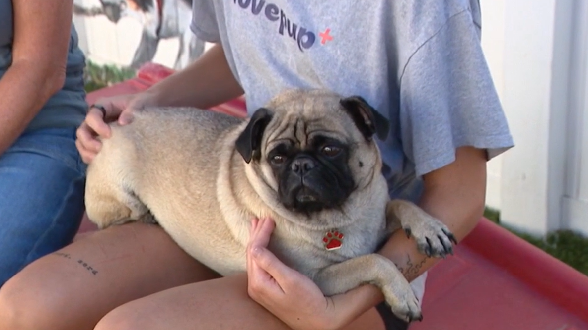 Scottsdale animal rescue groups call for volunteers as shelter hits full capacity