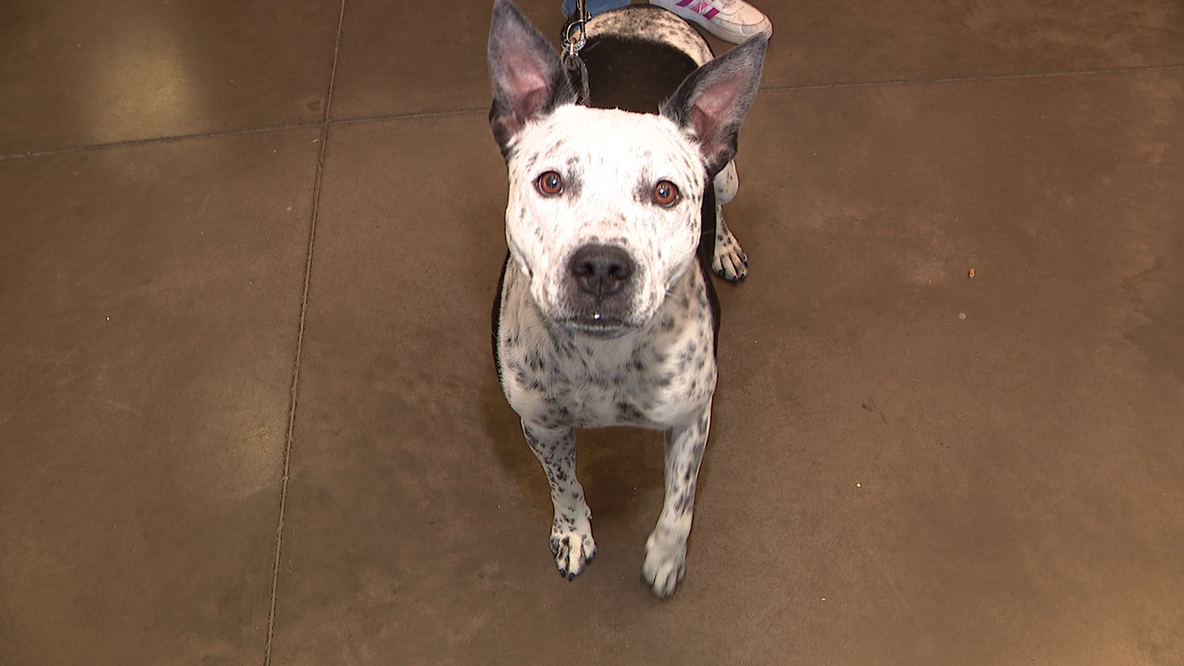 Fourth of July pet safety: Arizona experts urge tracking chip updates before fireworks