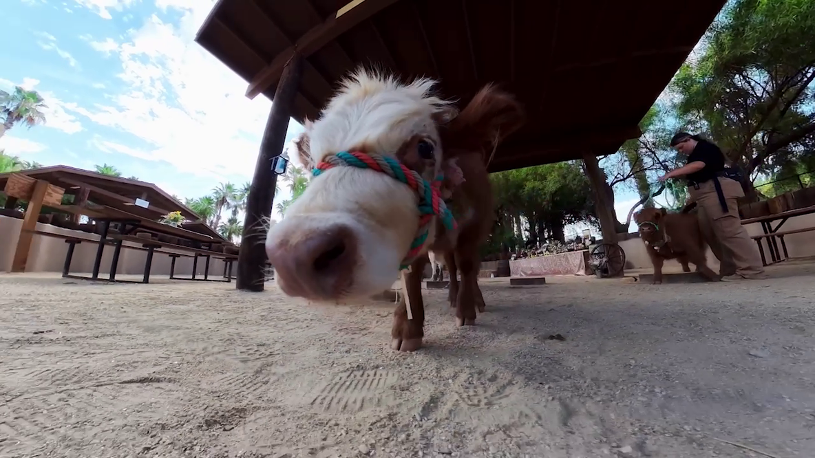 Wildlife World Zoo welcomes baby Highland cows, launches weekend breakfast encounters