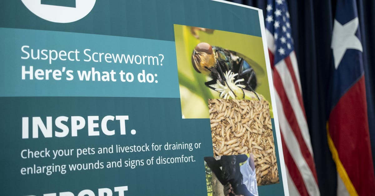 New World screwworm outbreak: Arizona takes steps to prevent flesh-eating fly