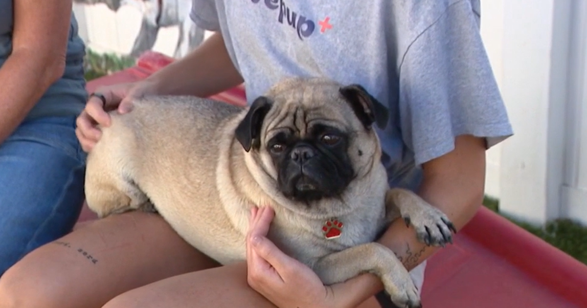 Scottsdale animal rescue groups call for volunteers as shelter hits full capacity