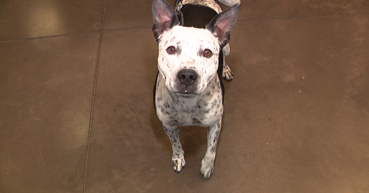 Fourth of July pet safety: Arizona experts urge tracking chip updates before fir...