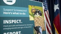 New World screwworm outbreak: Arizona takes steps to prevent flesh-eating fly