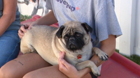 Scottsdale animal rescue groups call for volunteers as shelter hits full capacity
