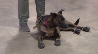 Arizona nonprofit pairs 500 veterans with lifesaving service dogs