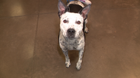 Fourth of July pet safety: Arizona experts urge tracking chip updates before fireworks