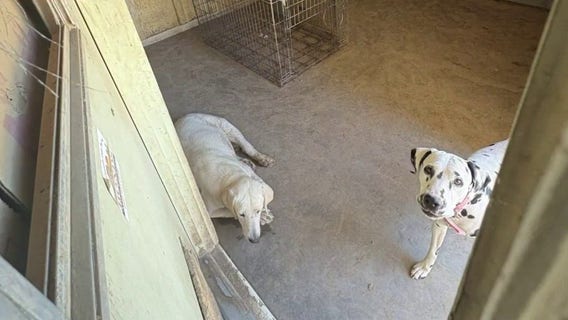 Arizona Humane takes in more than 20 dogs from condemned Glendale house