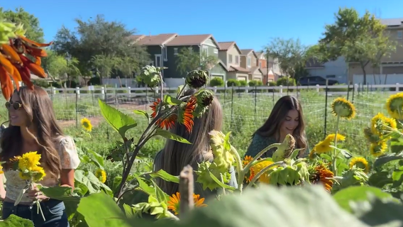 Gilbert farm launches first community classes for agricultural classes