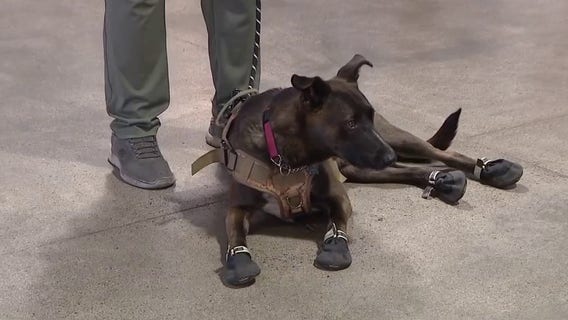 Arizona nonprofit pairs 500 veterans with lifesaving service dogs