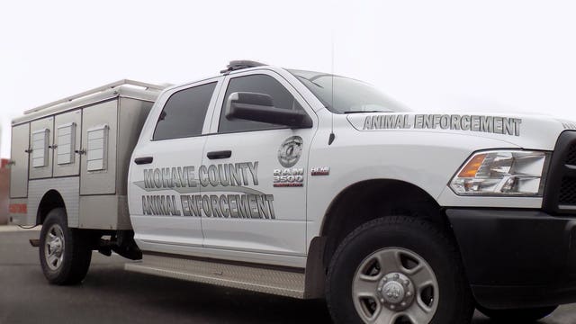 Man accused of leaving cats, rattlesnakes in hot truck in Mohave County