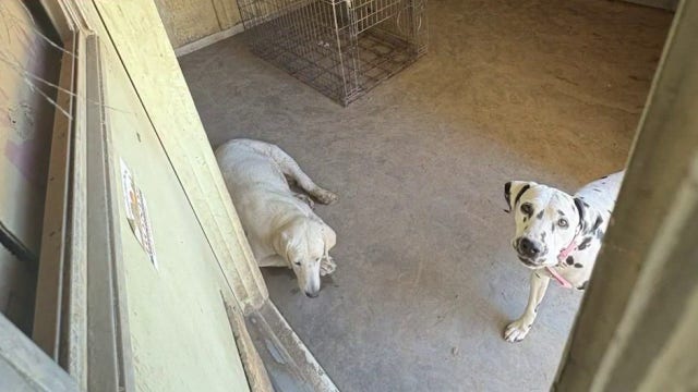 Arizona Humane takes in more than 20 dogs from condemned Glendale house