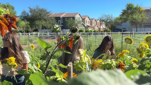 Gilbert farm launches first community classes for agricultural classes