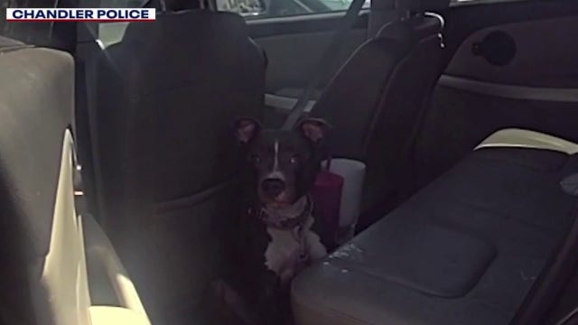 Chandler police rescue dog from 132-degree car at shopping center