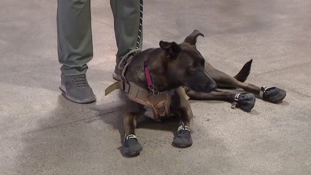 Arizona nonprofit pairs 500 veterans with lifesaving service dogs