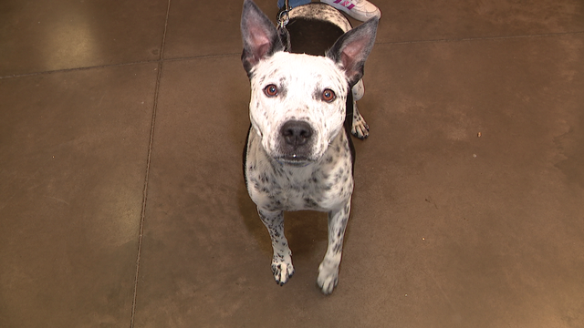 Fourth of July pet safety: Arizona experts urge tracking chip updates before fireworks