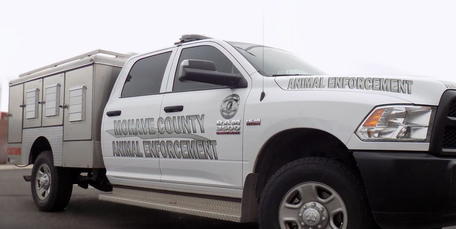 Man accused of leaving cats, rattlesnakes in hot truck in Mohave County