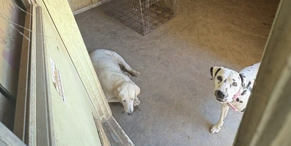 Arizona Humane takes in more than 20 dogs from condemned Glendale house