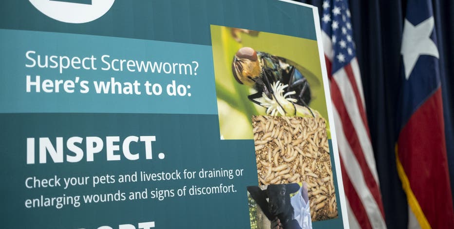 New World screwworm outbreak: Arizona takes steps to prevent flesh-eating fly