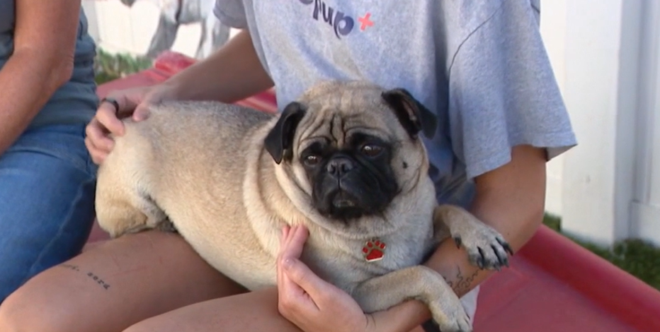 Scottsdale animal rescue groups call for volunteers as shelter hits full capacity