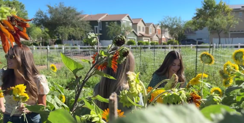 Gilbert farm launches first community classes for agricultural classes