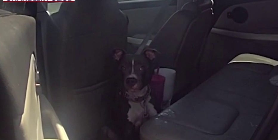 Chandler police rescue dog from 132-degree car at shopping center