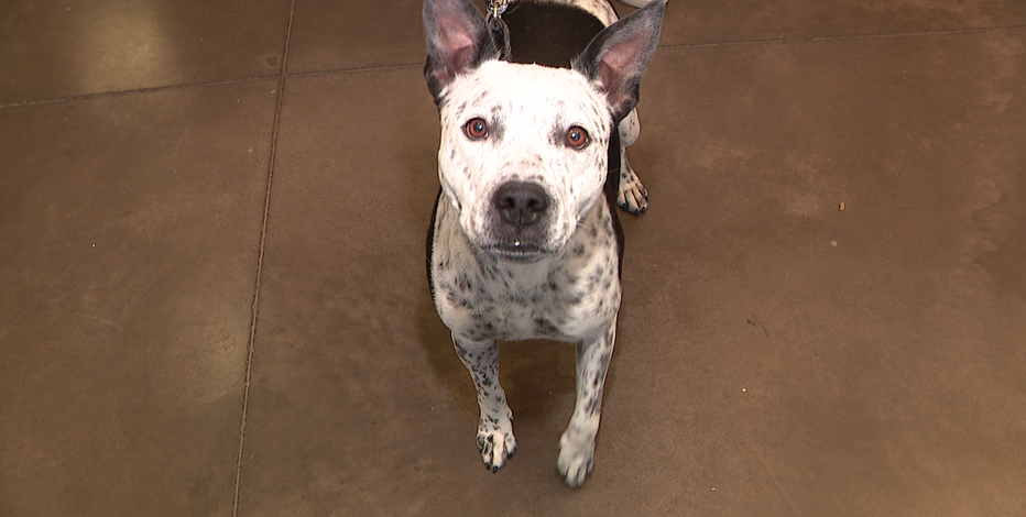 Fourth of July pet safety: Arizona experts urge tracking chip updates before fireworks