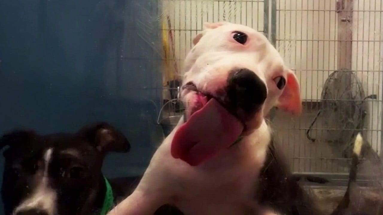 Arizona extreme heat drives Maricopa County animal shelter over capacity