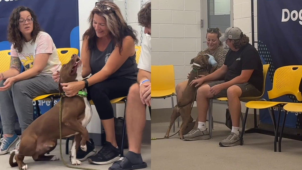 Foster at First Sight event helps Maricopa County shelter place 10 dogs