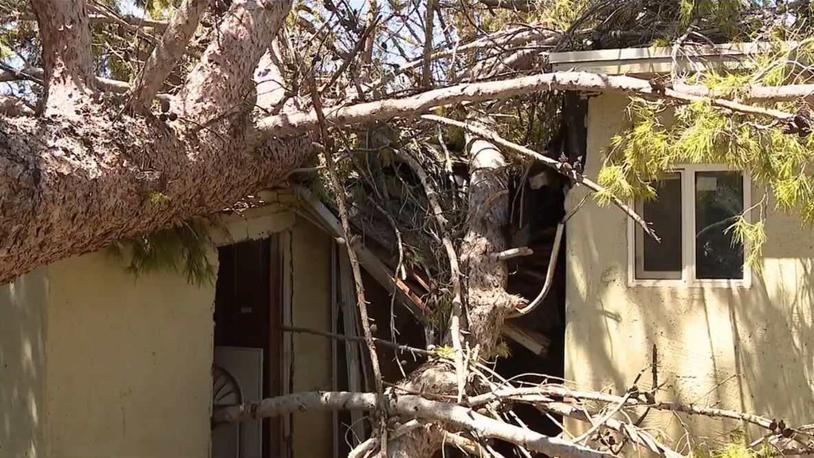 "Lords work moved it": Phoenix family grateful to survive massive monsoon tree collapse