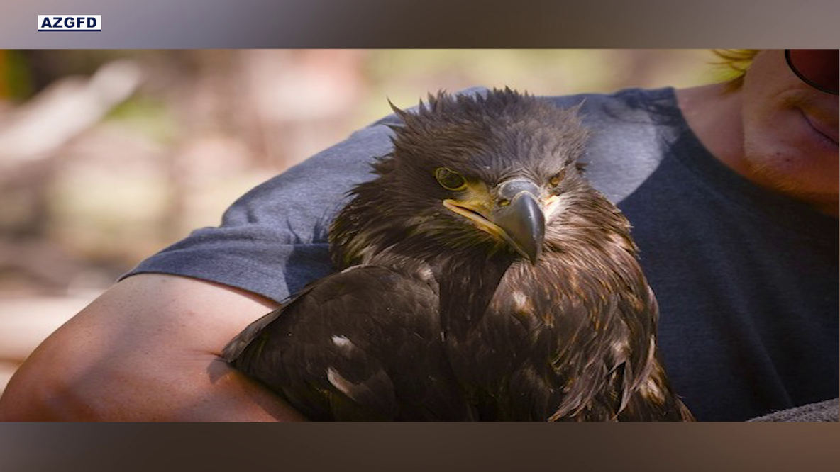 Arizona bald eagle rescue: Eaglet saved after swallowing fishing hook